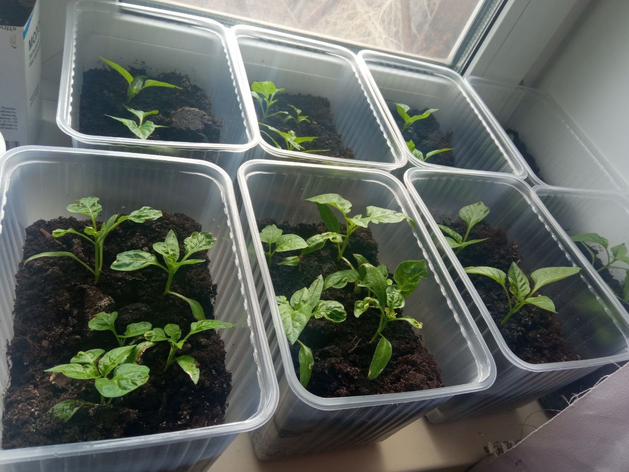 «Рассада, рассада – расти как надо»